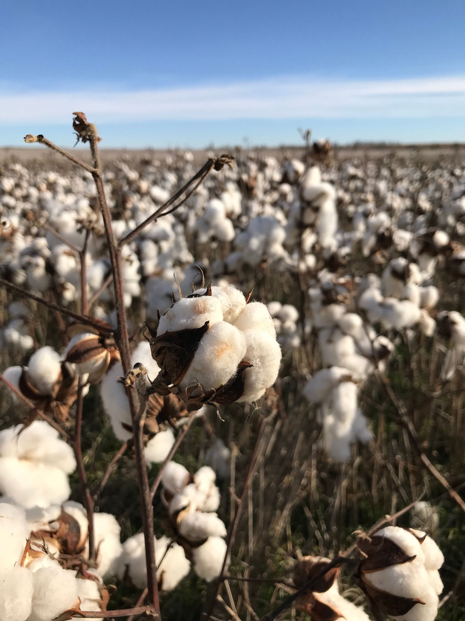 A field of cotton plants with a blue sky in the background