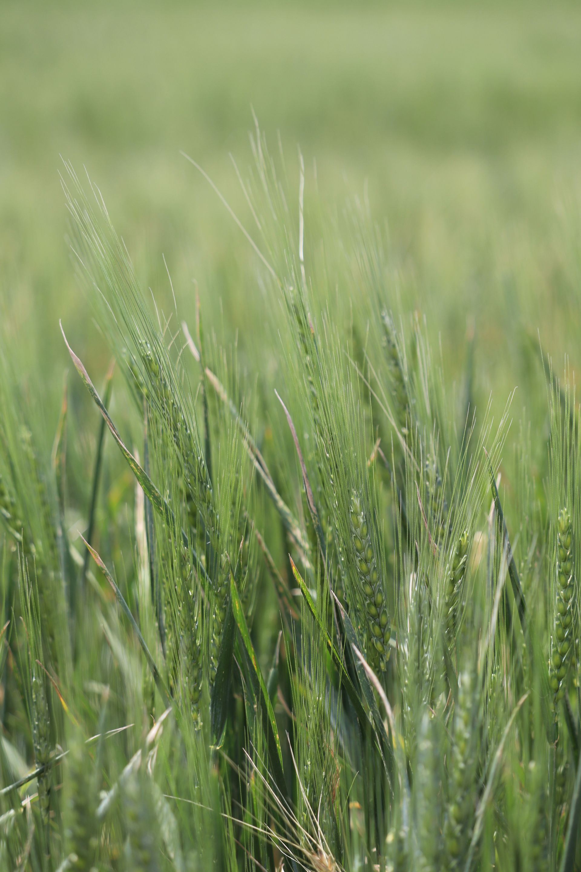 A close up of a field of green wheat growing in the sun.