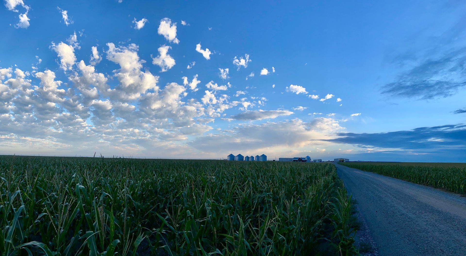There is a dirt road going through a corn field.