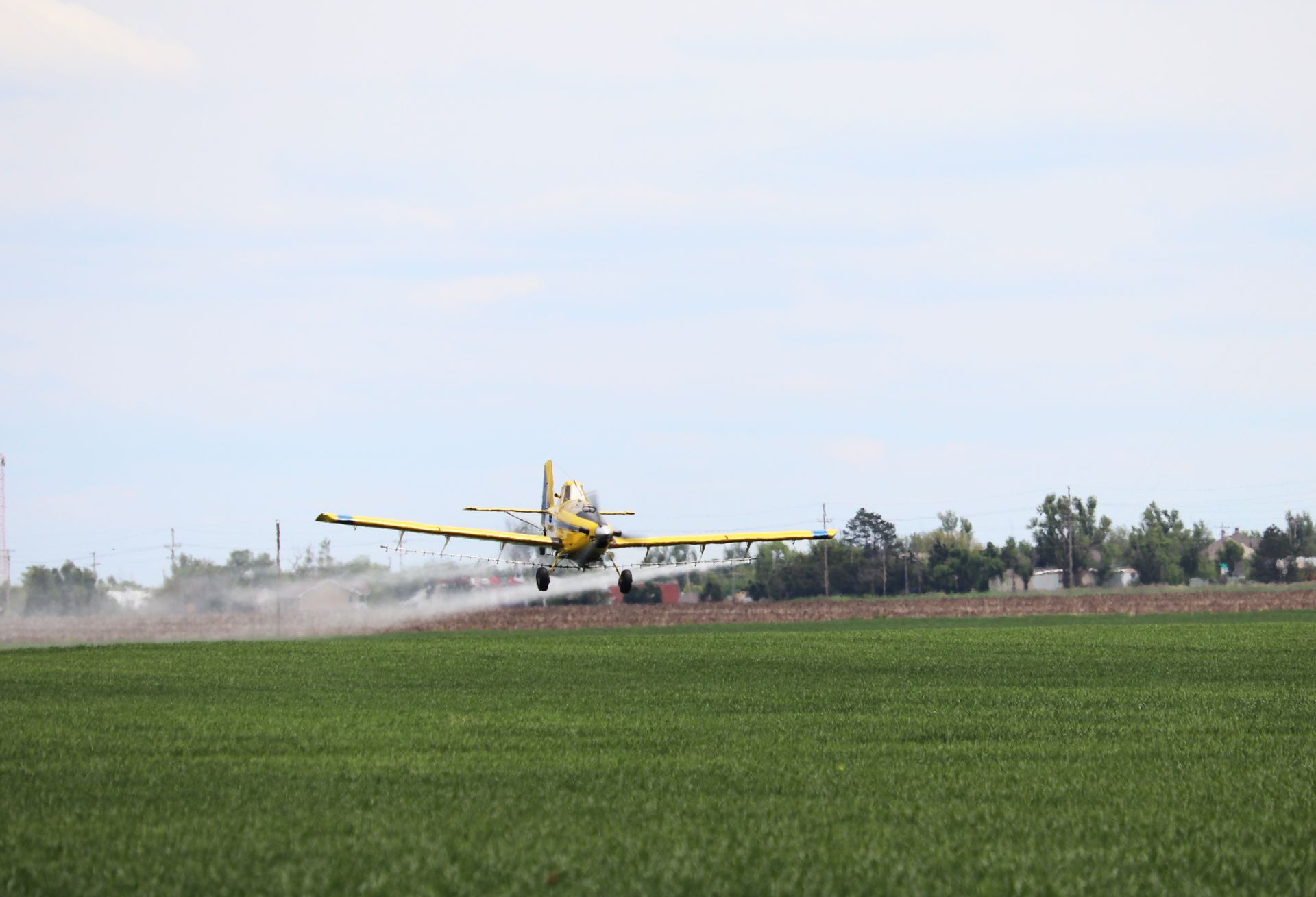A yellow and white plane is spraying a field with fertilizer.