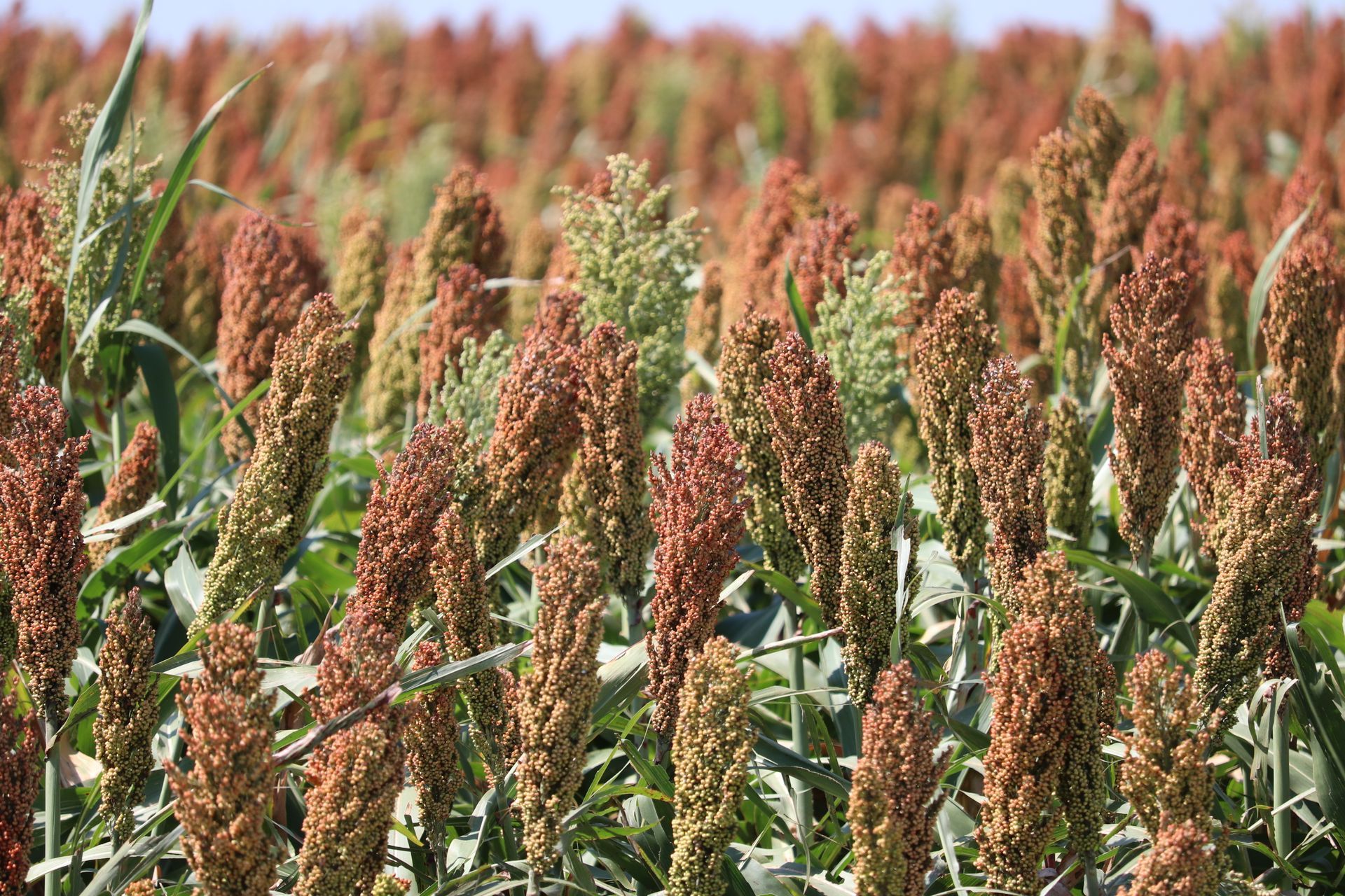 A field of sorghum plants growing in the sun