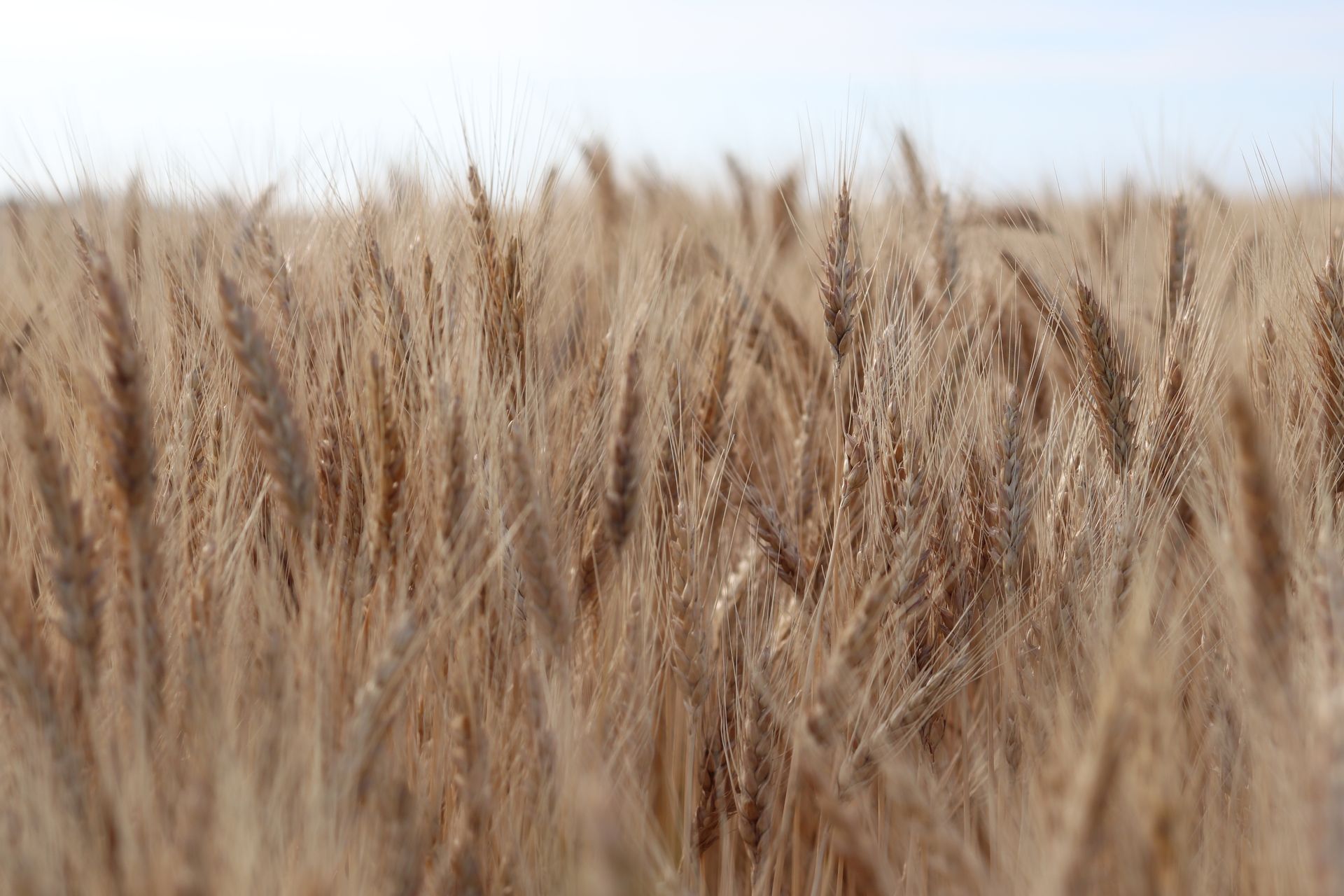 A field of wheat with a white sky in the background.