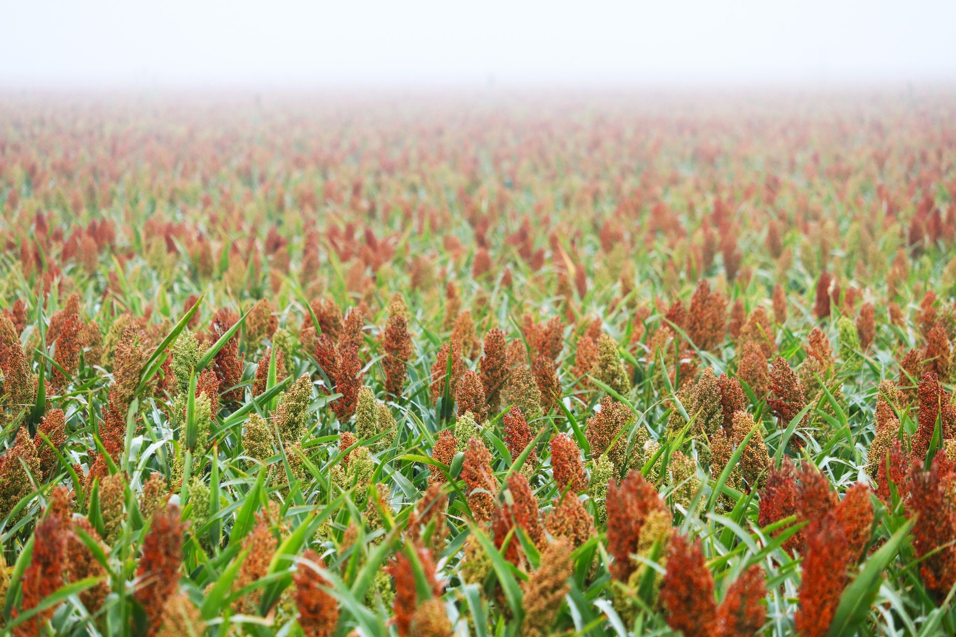 A field of plants with red flowers and green leaves on a foggy day.
