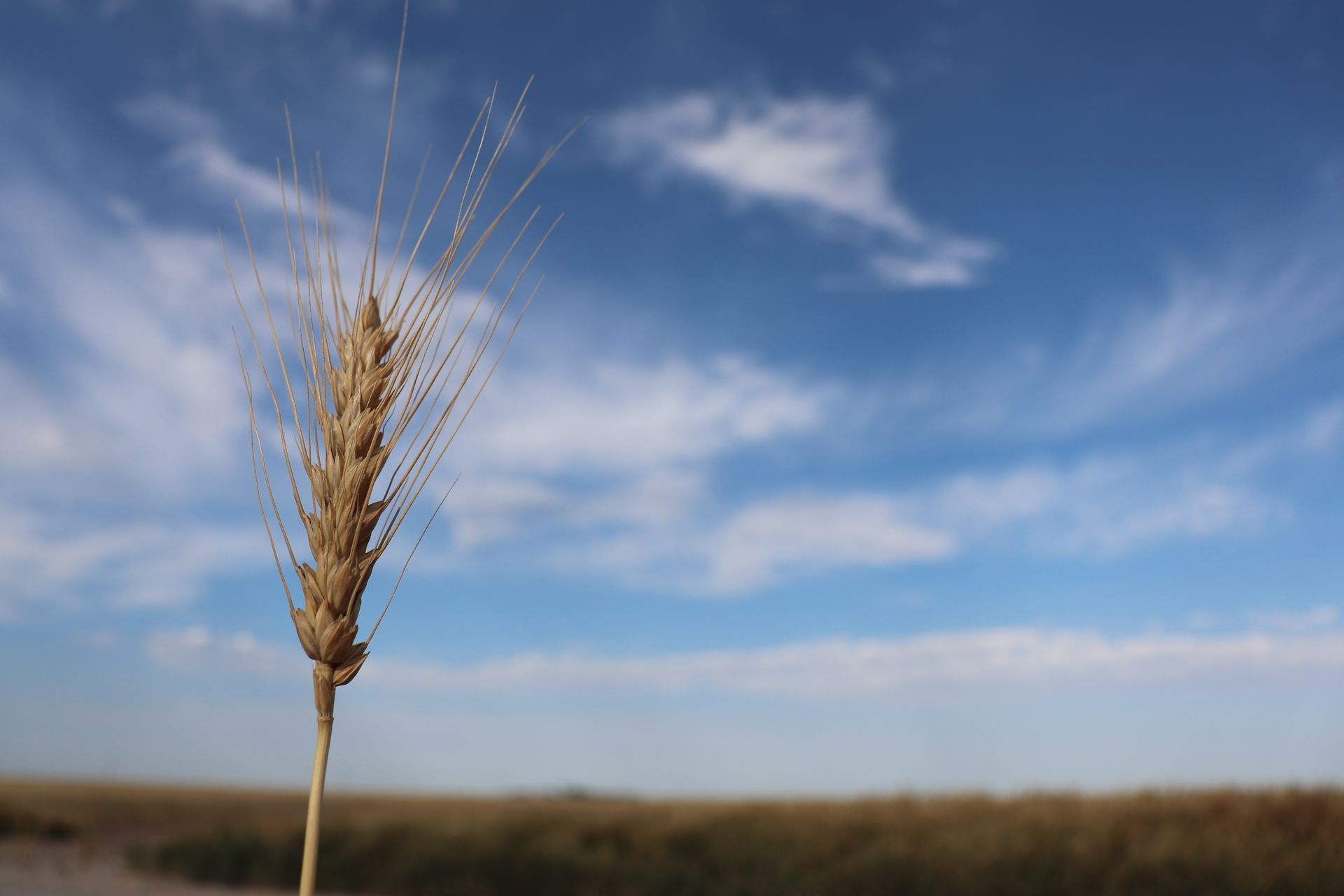 A single ear of wheat against a blue sky with clouds.