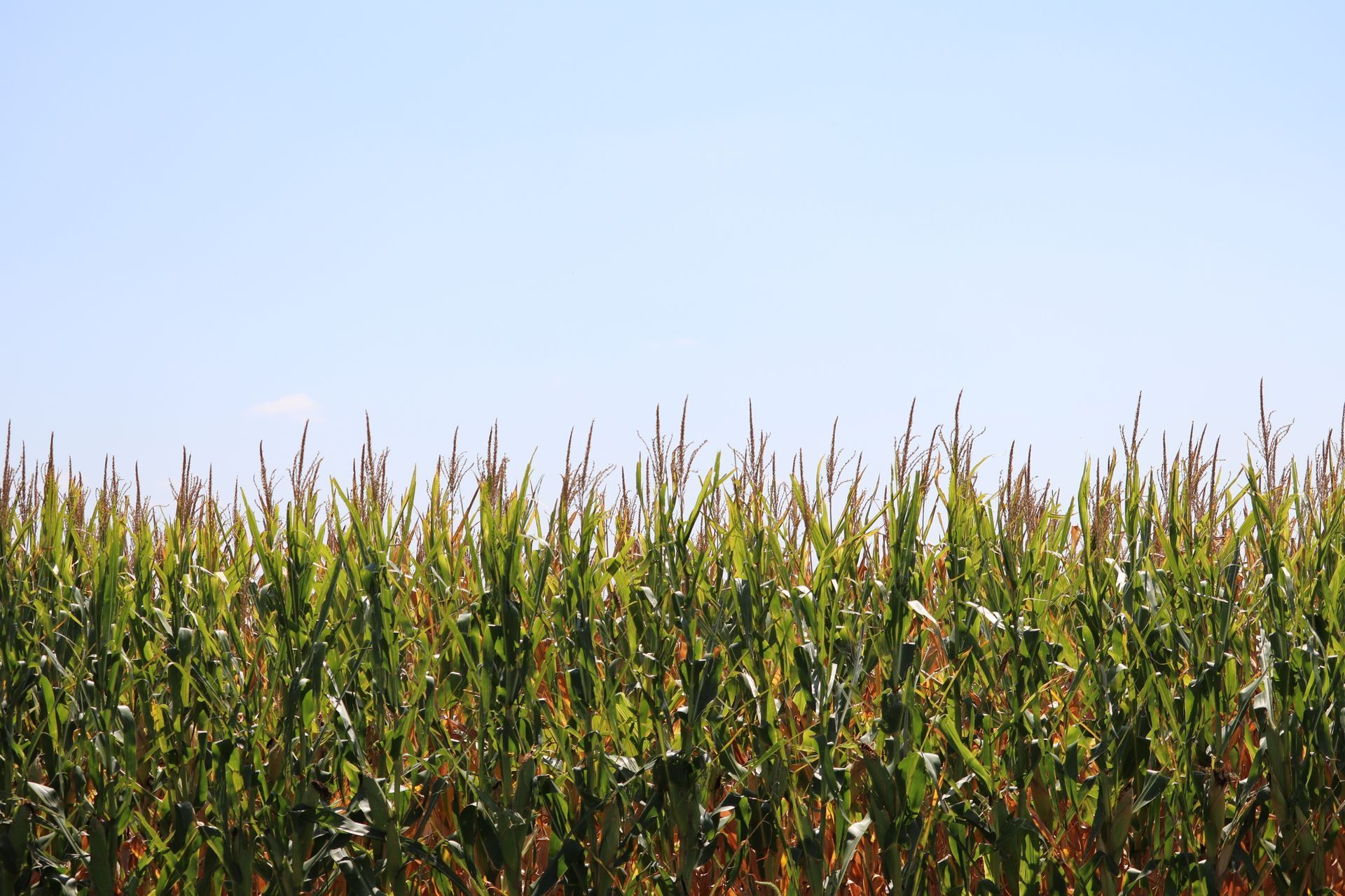 A corn field with a blue sky in the background