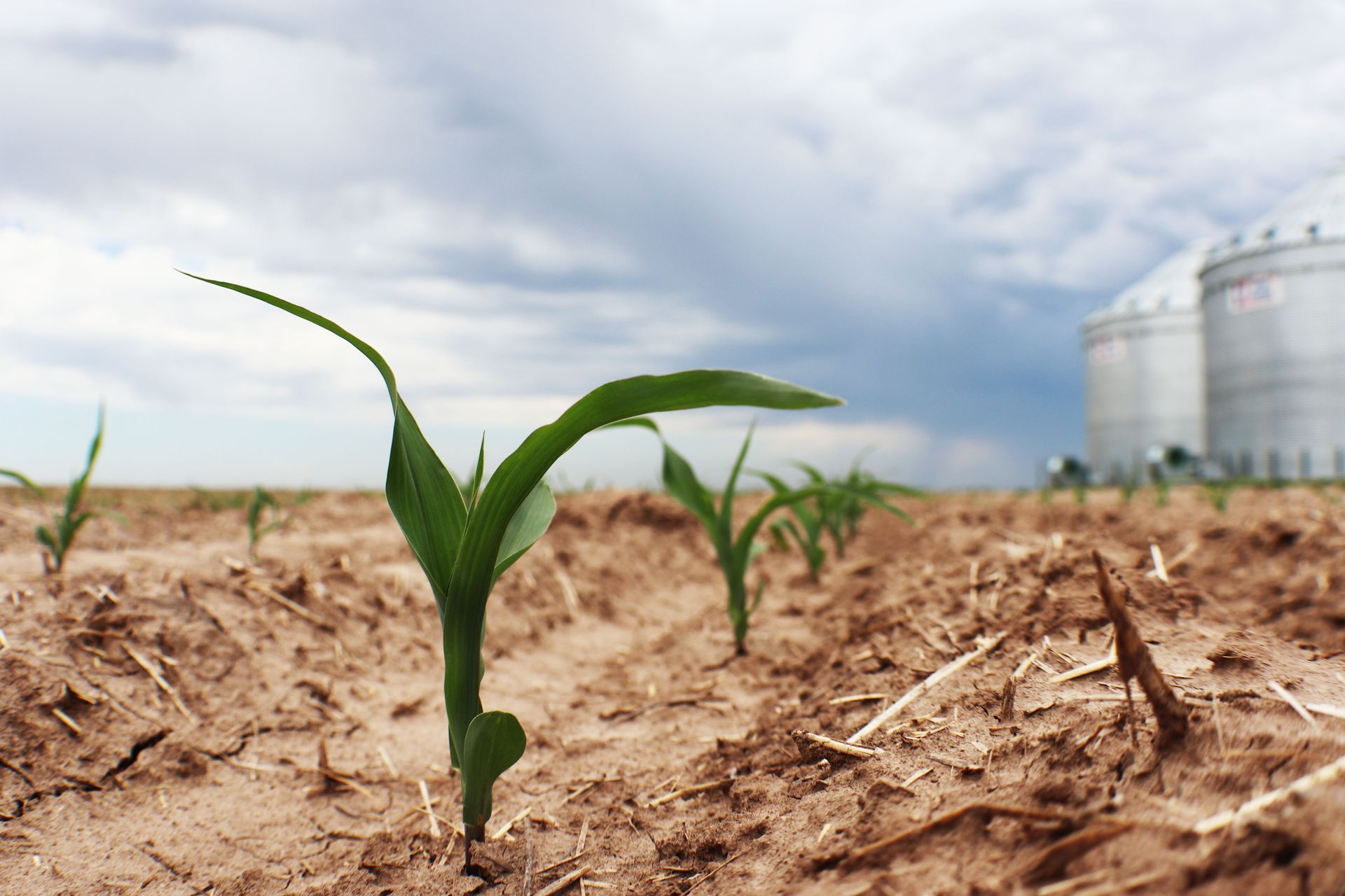 A green tractor is spraying fertilizer on a lush green field.