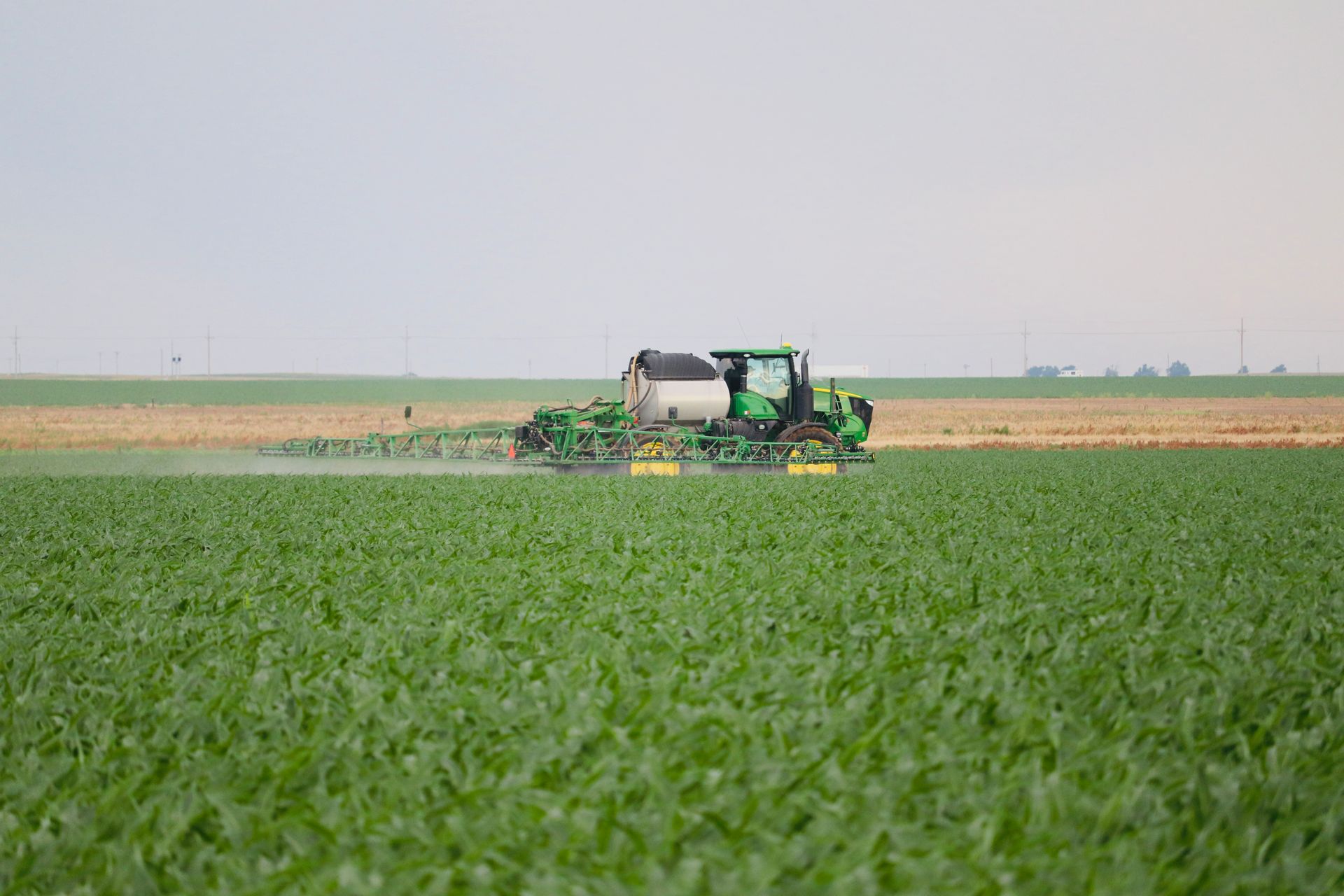 A green tractor is spraying a field of green plants.