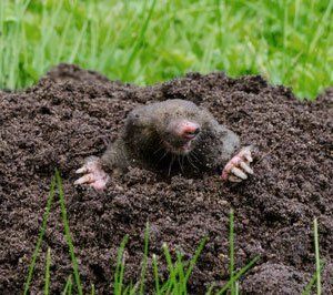 Mole Control