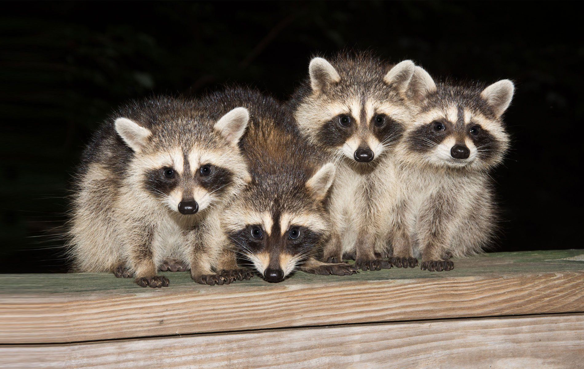 Raccoon Control