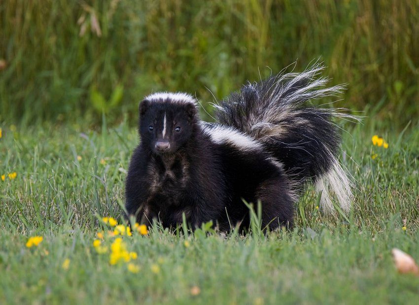 Skunk Control
