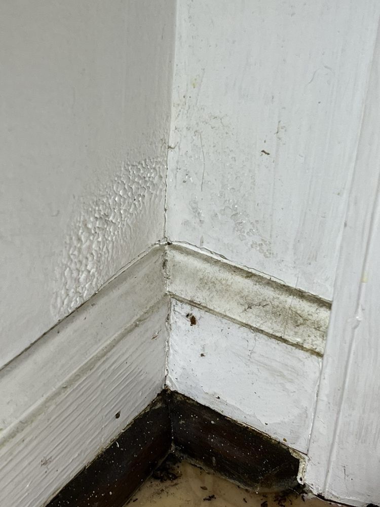 White walls with visible water damage, mold growth on baseboard, and corner joint.