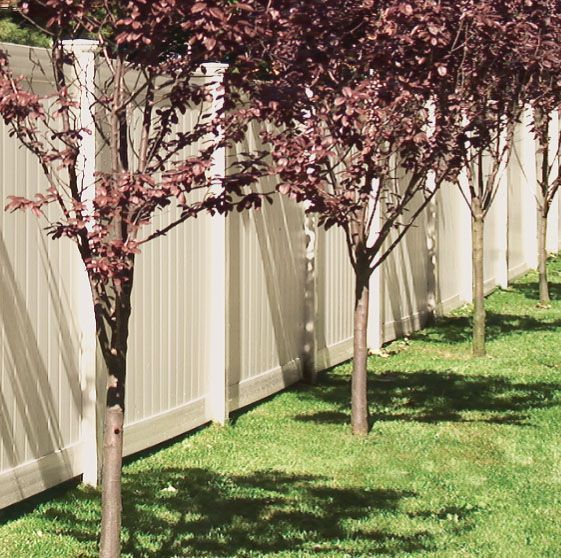 Row of young trees with maroon leaves in front of a tan fence, casting shadows on the green grass.