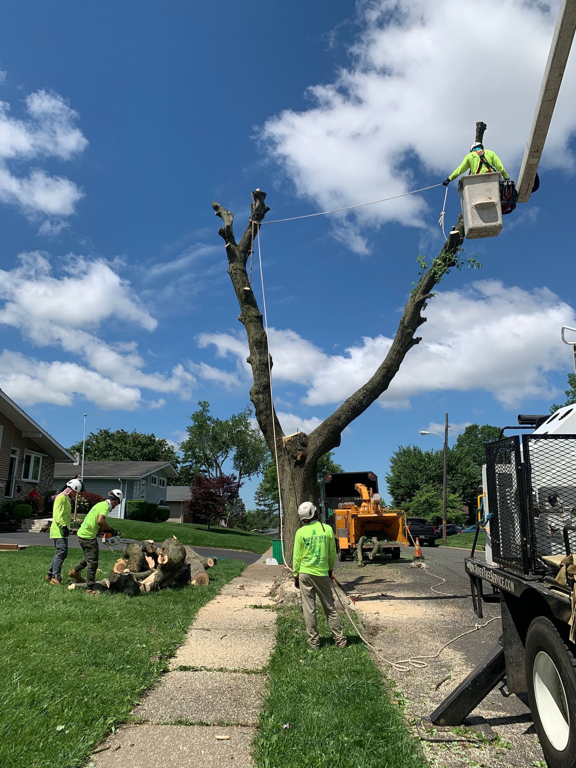 Tree trimming crew removing large tree branches on a sunny day. Workers in a lift and on the ground.