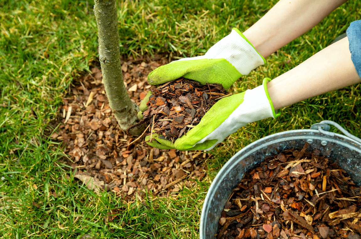 Hands in gloves mulching around a small tree in a grassy yard.