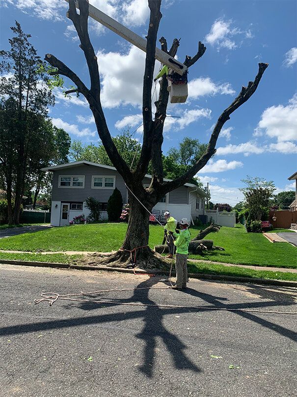 Tree trimming in progress; workers in a lift, cutting branches. House and street in background.