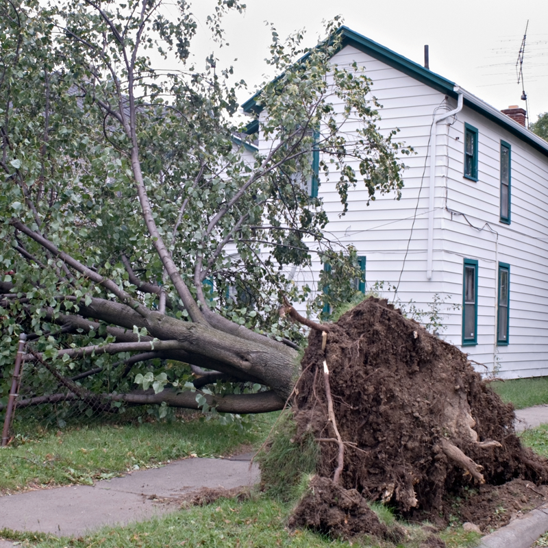 Tree fallen on a house, uprooted, blocking sidewalk. White house with green trim visible.