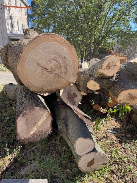 Cut tree trunks and branches on the ground, showing wood grain, on a grassy patch.