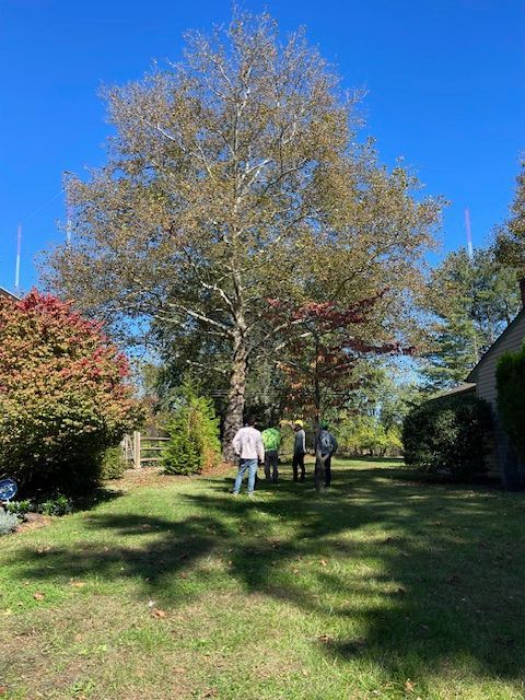 People standing under a large tree in a grassy yard on a sunny day. A building and colorful bushes are nearby.