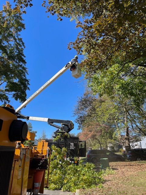 A tree trimming service uses a bucket truck to prune a tree against a clear, blue sky.