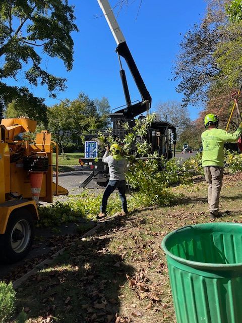 Two tree workers trimming branches with equipment, sunny day.
