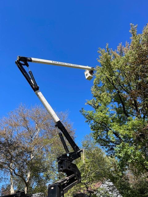 A tree trimming truck with a worker in the bucket trimming a tree against a blue sky.