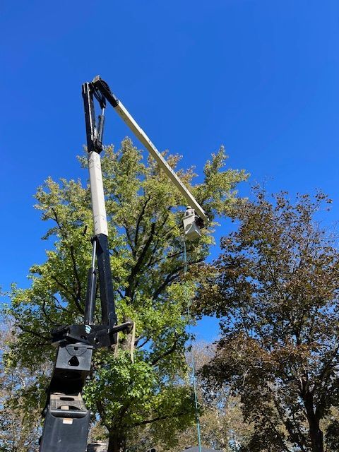 A tree trimming crew in a lift trims a tree against a blue sky.