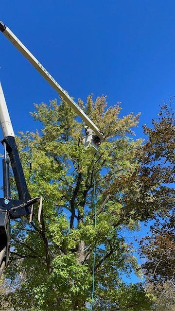 A tree trimming service is using a lift to reach the top of a large tree under a blue sky.