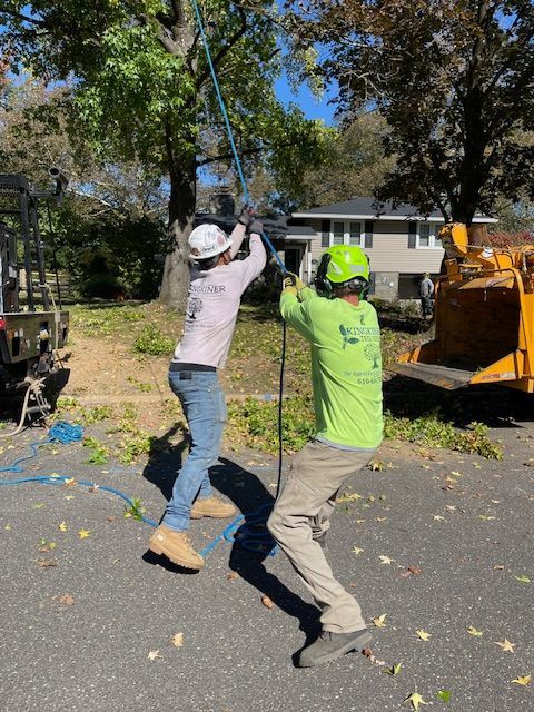 Two tree workers pulling a rope during tree removal, outside.