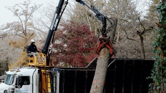 Truck with crane lifting a tree trunk into a dumpster; worker in lift bucket.