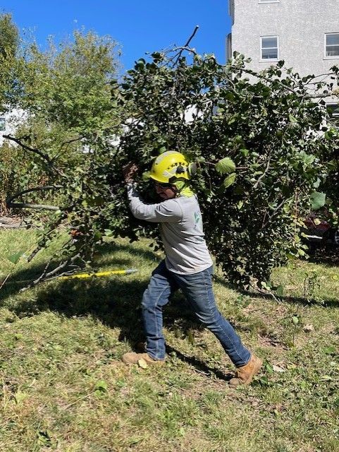 Person in a hard hat carrying tree branches in a grassy area near a building.
