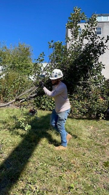 Person in hard hat carrying tree branches on a sunny day near a building.