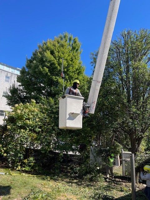 Person in lift bucket trimming a tree. Sunny day with building and greenery in the background.