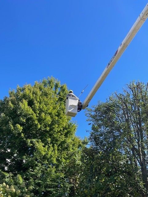 A worker in a bucket truck trims a tree on a sunny day with a blue sky.