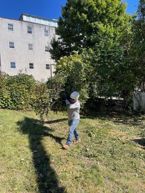 Person trimming bushes with a hedge trimmer, standing in a grassy yard, with a building in the background.