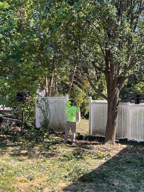 Person trimming a tree branch in a backyard with a white fence.