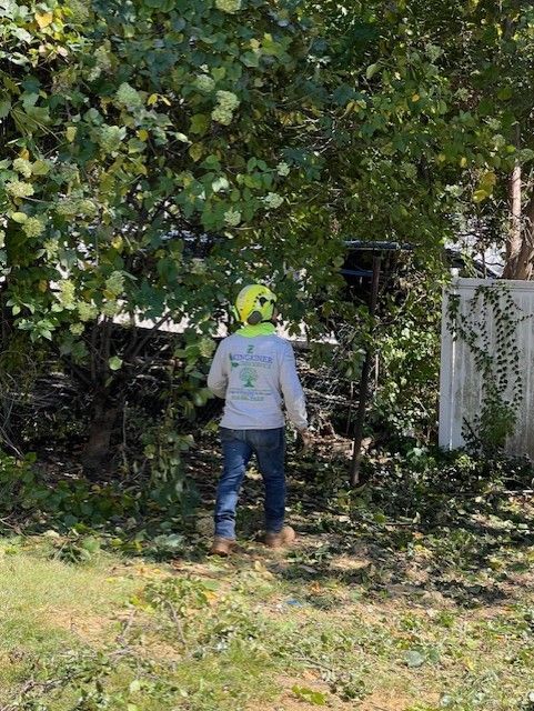 Person in hardhat trimming tree in backyard. Green leaves, sunny day.