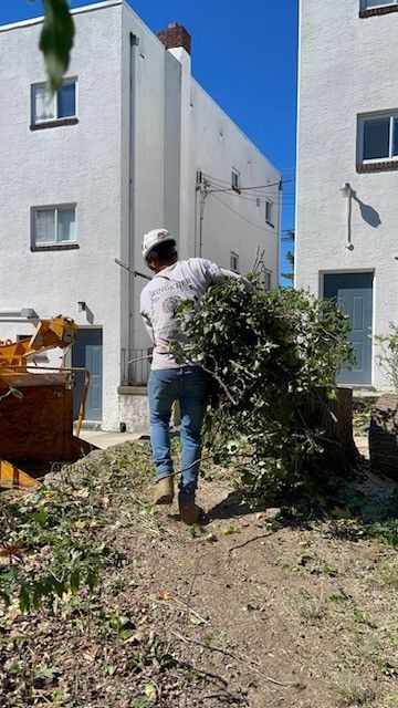Person carrying a large bundle of branches towards a dumpster, buildings in the background. Sunny day.