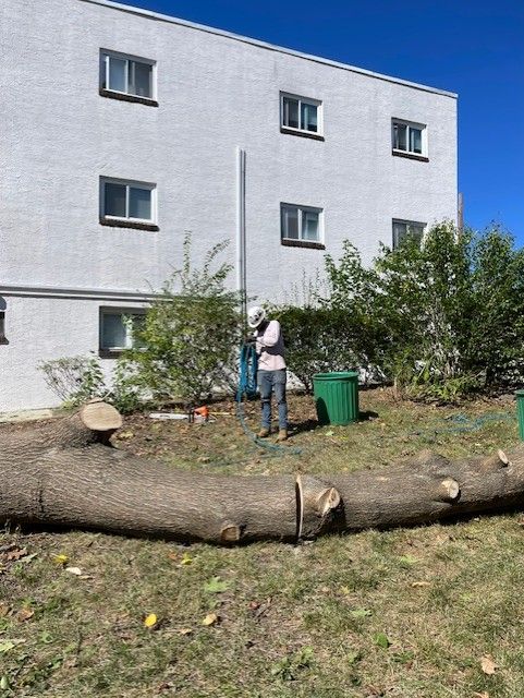 Person near a felled tree in front of a white building with windows and two green bins.