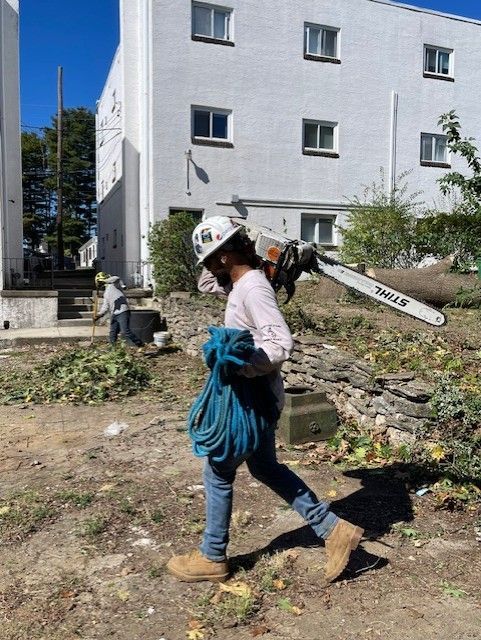 Person in a hard hat carrying a chainsaw and rope, walking past a building with a tree removal site.