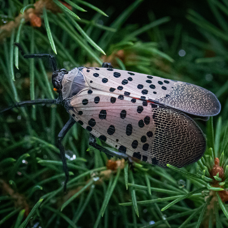 Spotted lanternfly perched on a green conifer branch; wings are patterned with black spots.