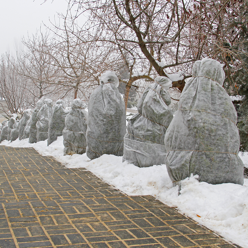 Shrubs covered in protective fabric line a brick walkway, winter landscape with snow.