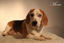 Mona, Beagle