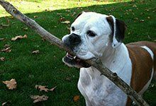 Dog with stick