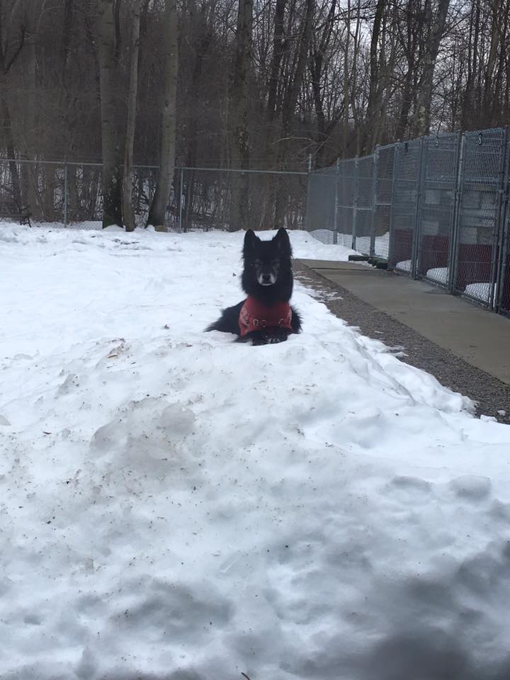 Dog on snow