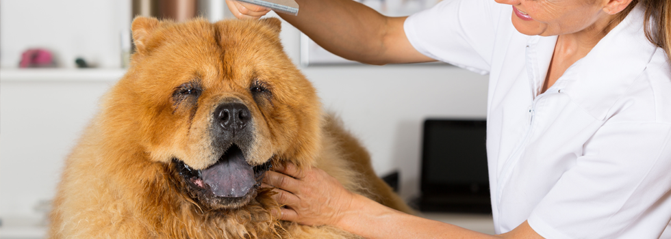 A chow chow being groomed