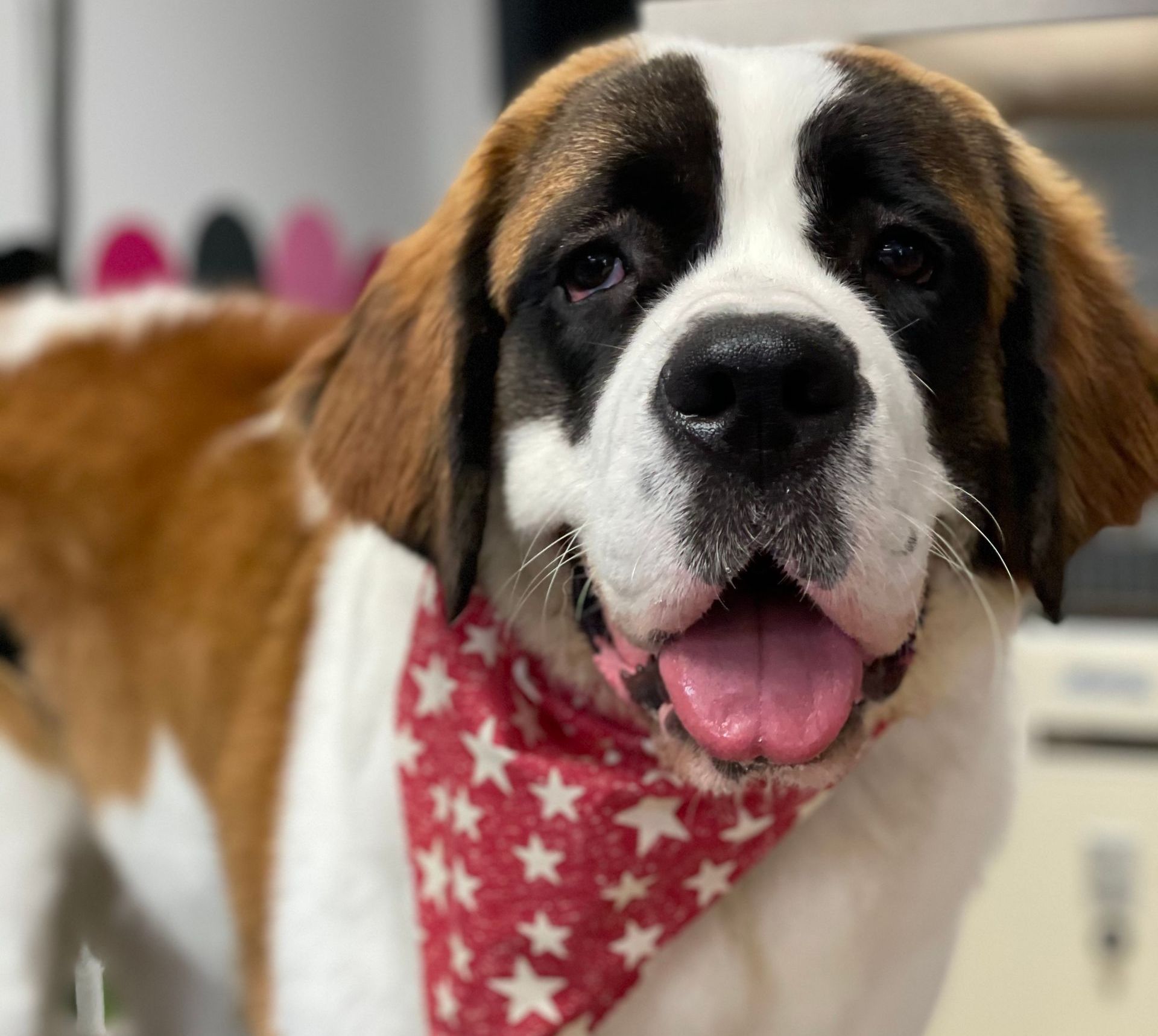 St. Bernard