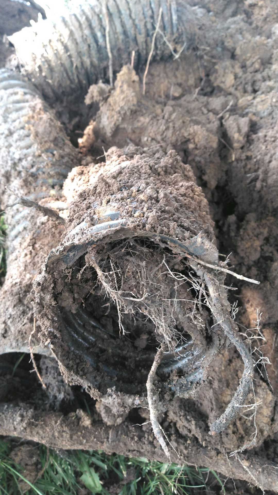 drain pipe with roots