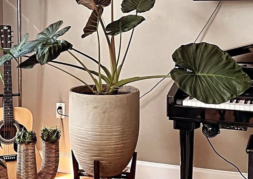 Plantscaping LA