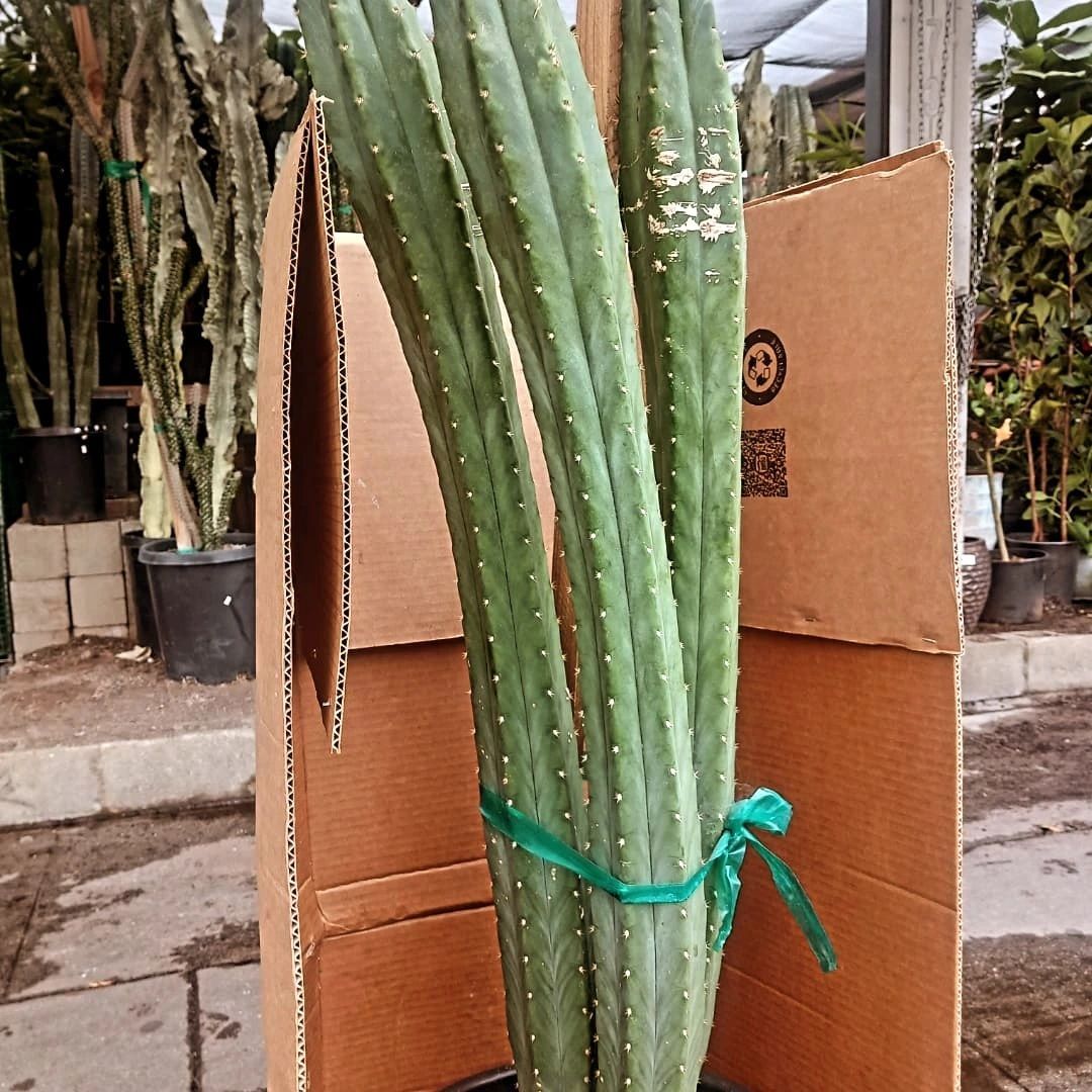 Tall, green cactus stems bundled in a cardboard box. Outdoors in front of other potted plants.