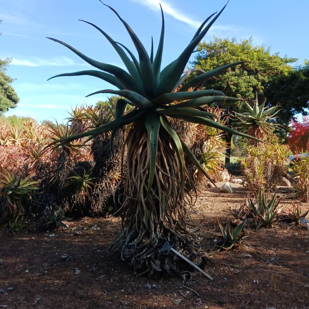 Tall, spiky aloe vera plant with long, drooping roots, set in a garden with other succulents and trees.